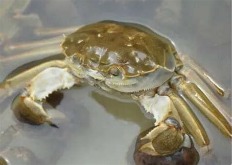 螃蟹怎么养才能活得长久一些-飞扬号