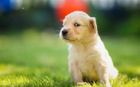 狗狗寿命排名寿命最长的5只狗，每只都是“长寿汪”！