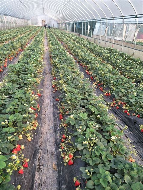 重庆北碚敏芝原生态草莓基地，每年这里的草莓人气都相当旺哦！|北碚区|草莓|原生态_新浪新闻