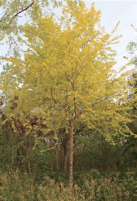 中华金叶榆-黄河三角洲树木花卉-图片