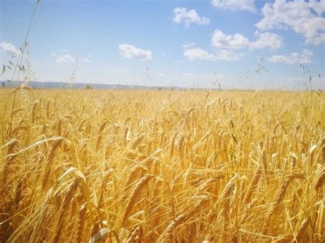 大麦适合东北地区种植吗-花海建设-长景园林网