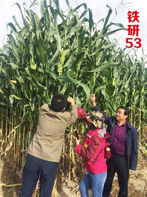 中国玉米高产纪录 - 惠农网