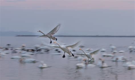 三门峡白天鹅进入观赏最佳季节 游客刷身份证免费参观_新浪图片