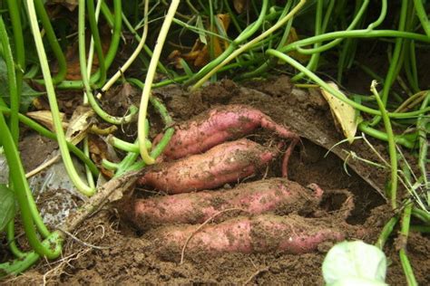 种植红薯“倒插苗”开始盛行，啥叫“倒插苗”？为何要这样做呢？