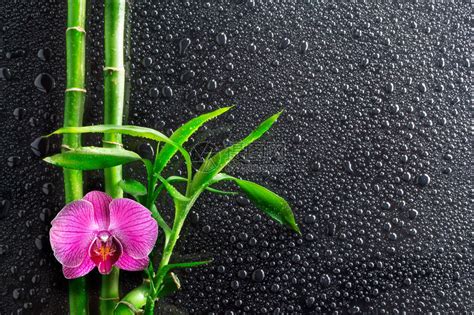 黑色的水滴兰花和竹子高清图片下载-正版图片503221079-摄图网