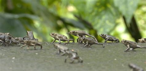 你看到过没？最近，黔灵山公园出现大量“旅行青蛙”-贵阳网