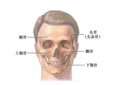 腮骨在哪个位置图图片