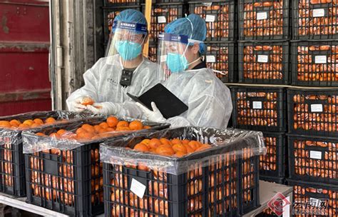 柑橘类水果出口申报指南（资质要求、通关流程和国外准入）-关务小二 - 企业通关好帮手
