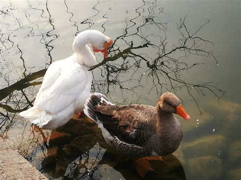 【手机图集】池塘里的鸭子与鹅