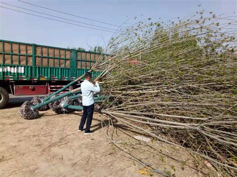 天林：严把苗木检疫关口 确保植树造林成效 - 中国自然保护区生物标本资源共享平台