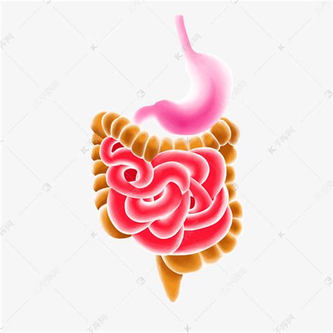 人体肠胃结构图图片