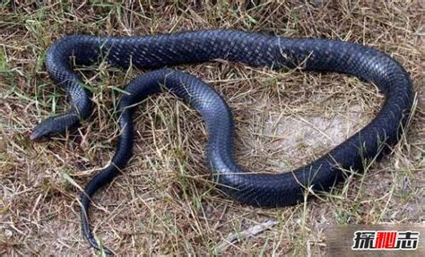 美国最大的蛇类，北美蛇王森林王蛇长2.8米(附吃蟒蛇视频)_探秘志