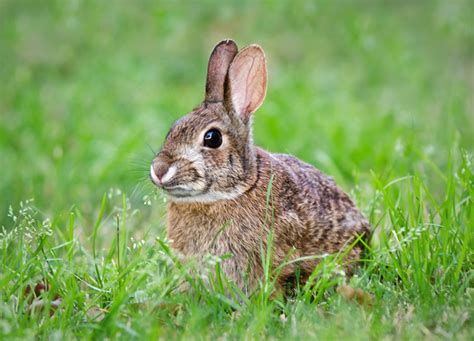 怎样养兔，养兔技术最简单的方法？