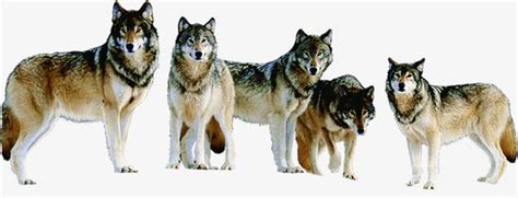 森林狼群背景摄影图片免费下载-图片7ySjePeVj-新图网