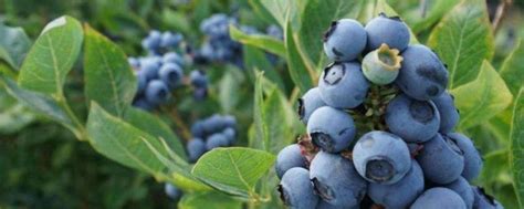 直销矮丛蓝莓苗盆栽庭院果树苗南方北方种植当年结果兔眼蓝莓树苗-阿里巴巴