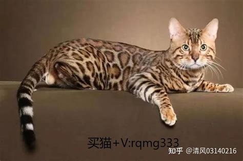 中国十大禁养猫 - 知乎