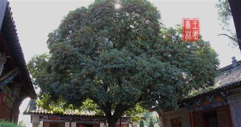 作为中国人, 你要知道什么是最好的镇宅树|最好|中国人|环境_新浪新闻