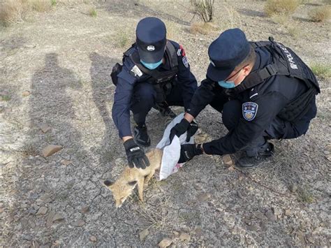 保护野生动物!警民携手及时救助“落难”狐狸 - 基层网