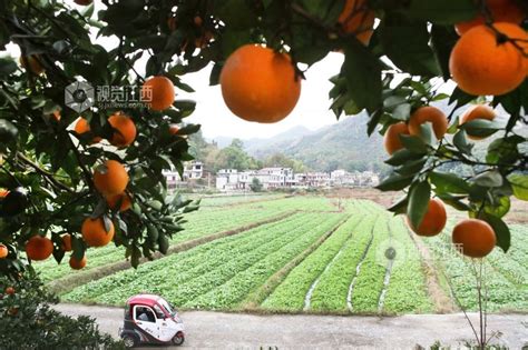 江西宜春：生态治理让“撂荒地”变成“金土地”-人民图片网