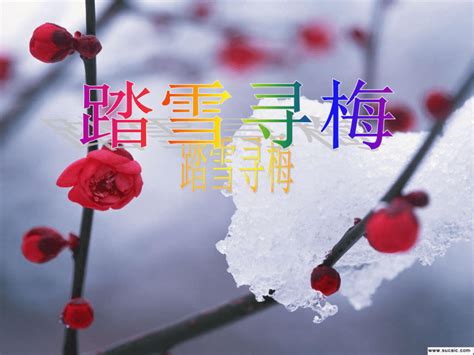 踏雪寻梅 古筝崔晓彤 2015武汉东湖梅花节_腾讯视频