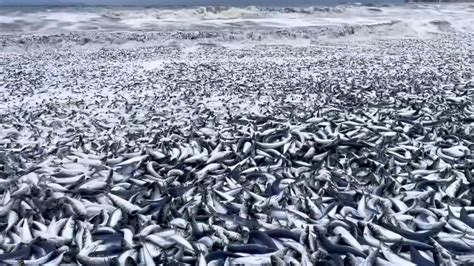 日本北海道海岸现大量沙丁鱼尸体，密密麻麻绵延100米，有当地居民称要捡回去吃_凤凰网视频_凤凰网