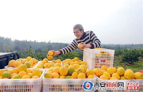 万安：特色农业产业已成乡村振兴“新引擎”_吉安新闻网
