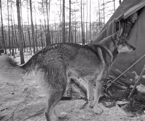 西伯利亚狩猎狗莱卡俄罗高清图片下载-正版图片507156432-摄图网