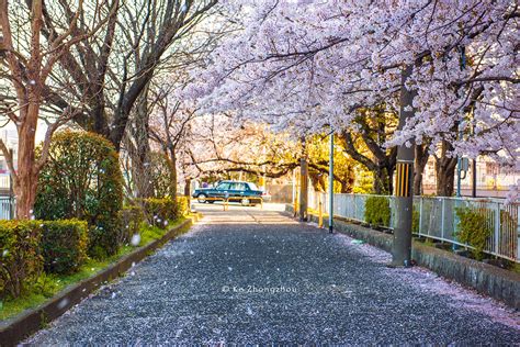 日本樱花图片