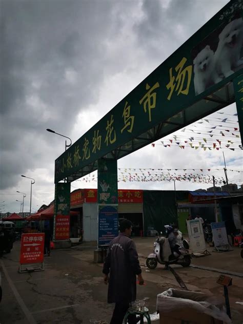 罗平县板桥镇：冷链物流助推小黄姜迈向大市场