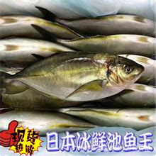 冰鲜马头鱼-广州鸿莹海食品有限公司