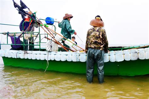 镇海村的渔民撒网、挖螺讨小海 捕到的大鱼 每条可卖数千元__凤凰网