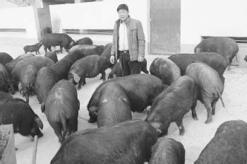 藏香猪是藏猪吗 - 藏香猪引种首选山东藏香天下