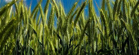 小麦最佳播种时间 —【发财农业网】