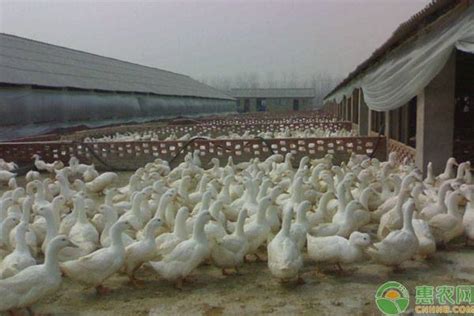 肉鸭的饲养管理，肉鸭养殖技术