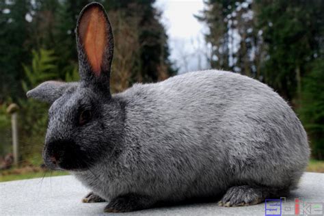 侏儒海棠兔的寿命可以活多久 - 茶杯宠物网