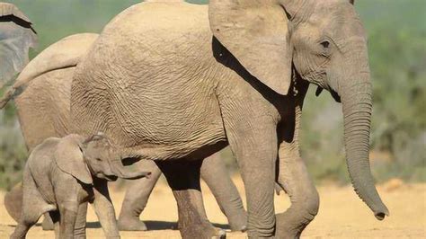 母亲的伟大！大象妈妈生宝宝 小象落地瞬间太感人了！_腾讯视频