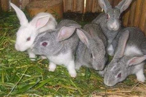 喂一百只兔子需要几亩地牧草 一亩地草能养多少只兔子-长景园林网