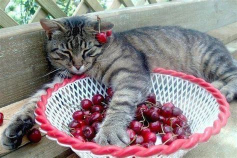 怎么让猫咪吃水果 如何让猫咪吃水果-四得网