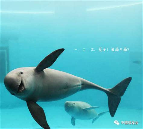 白鳍豚图片大全大图（11年前被宣布灭绝的白鳍豚重现长江，它可比国宝大熊猫珍贵太多了） | 说明书网
