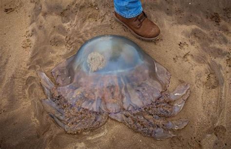 英国海岸附近现巨型水母：重达64斤 - 海洋财富网