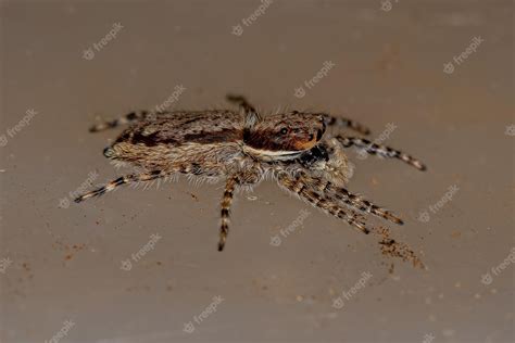 Aranha de salto de parede cinza fêmea adulta | Foto Premium