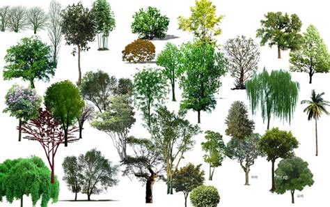 常见的100种园林树木,适合做人名的树名,100种常见乔木(第4页)_大山谷图库