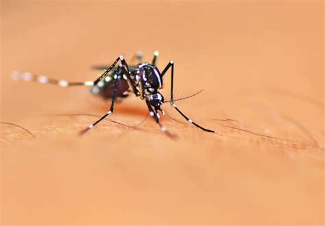 水蚊子图片