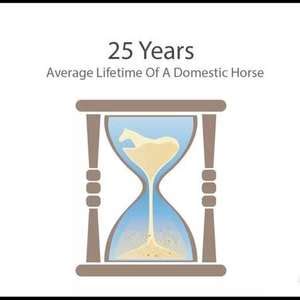 马的平均寿命25岁，相当于人类老年_手机新浪网