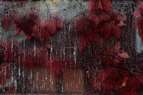 红色的枫叶萧瑟的秋季阴雨绵绵
