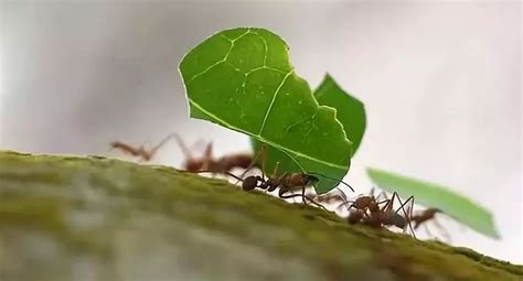 生而为蝼蚁，亦能强大之众通社。