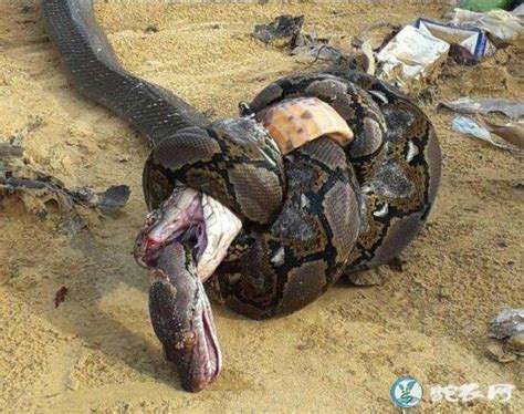实拍：眼镜王蛇vs网纹蟒！一个被毒死！一个被勒死！_毒蛇新闻_毒蛇网
