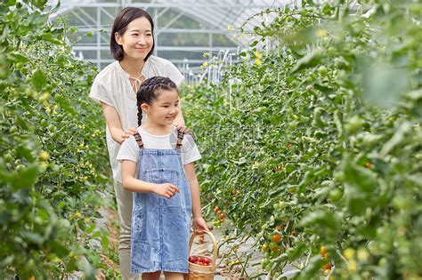 小女孩和妈妈菜园采摘蔬菜高清图片下载-正版图片501626141-摄图网