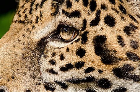 丛林中的豹子高清图片下载-正版图片600781400-摄图网