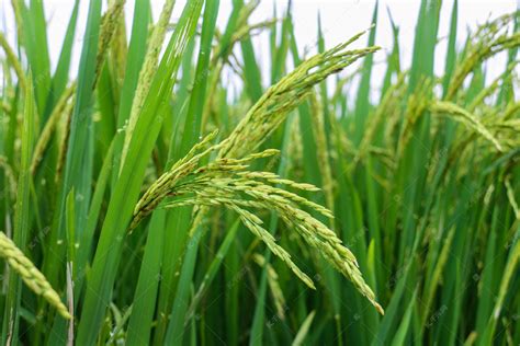 水稻品种_科研成果_科学研究_上海市农业科学院